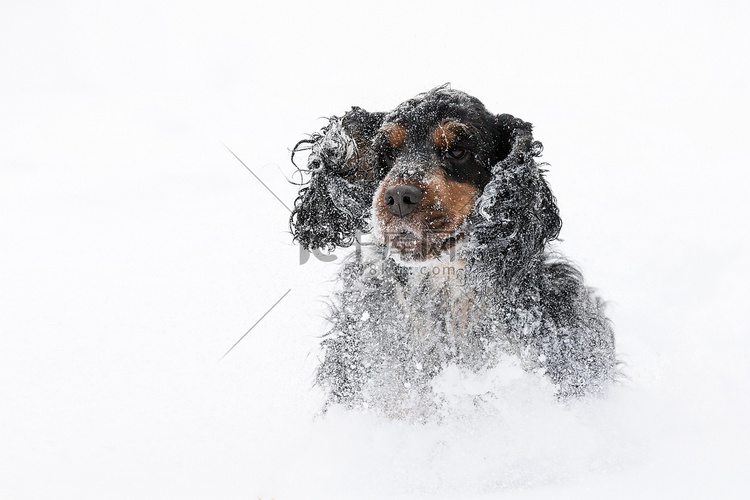 英国可卡犬狗在雪地冬天玩耍