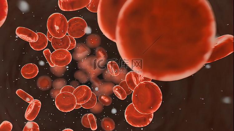 血液循环系统。红细胞。