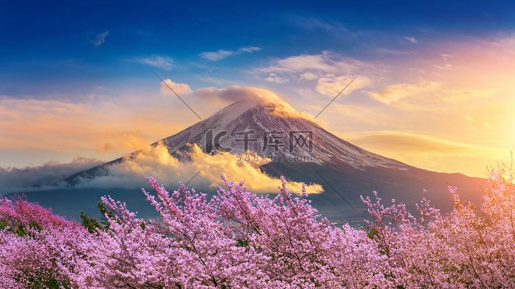 日本春天的富士山和樱花。