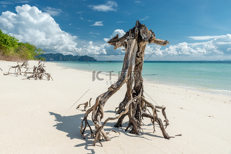 背景下白沙上干原木浮木的特写
