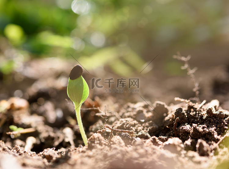 西瓜新芽从黑土中生长出来，阳光