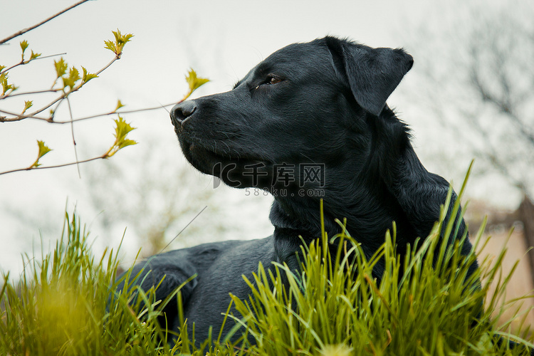 草地上的黑色拉布拉多猎犬闻到了