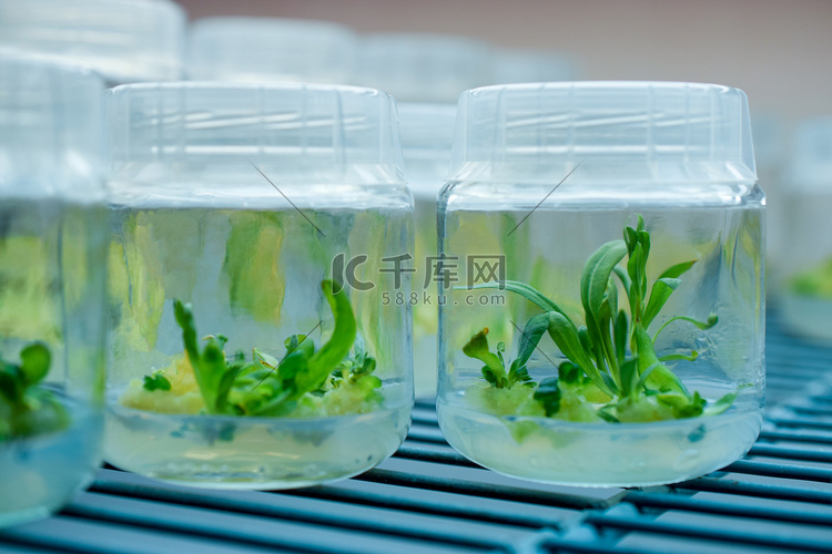 植物再生的生物学科学。