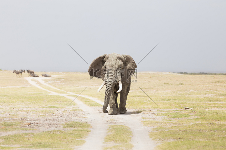 肯尼亚安博塞利国家公园的野生象