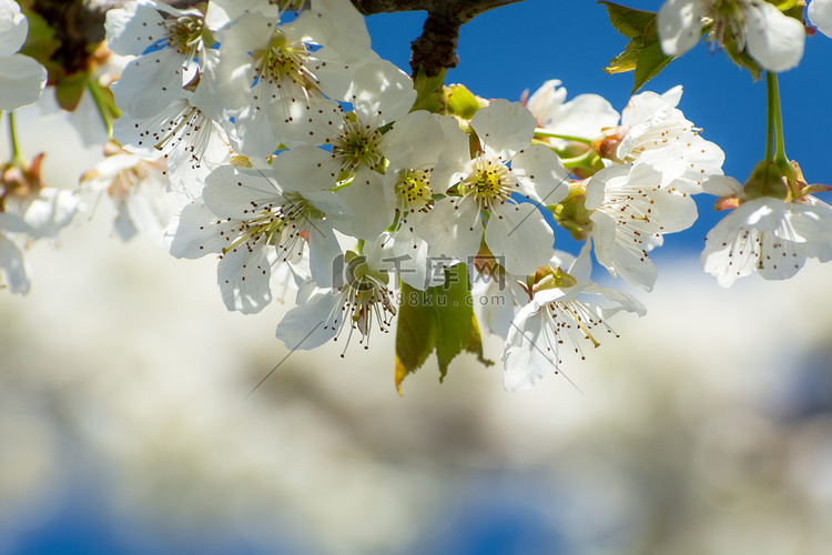 与白花的果树分支，春日