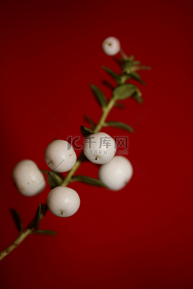 白色圆形 Gaultheria