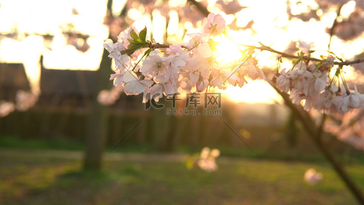 盛开的粉红色苹果树枝在晴朗的春