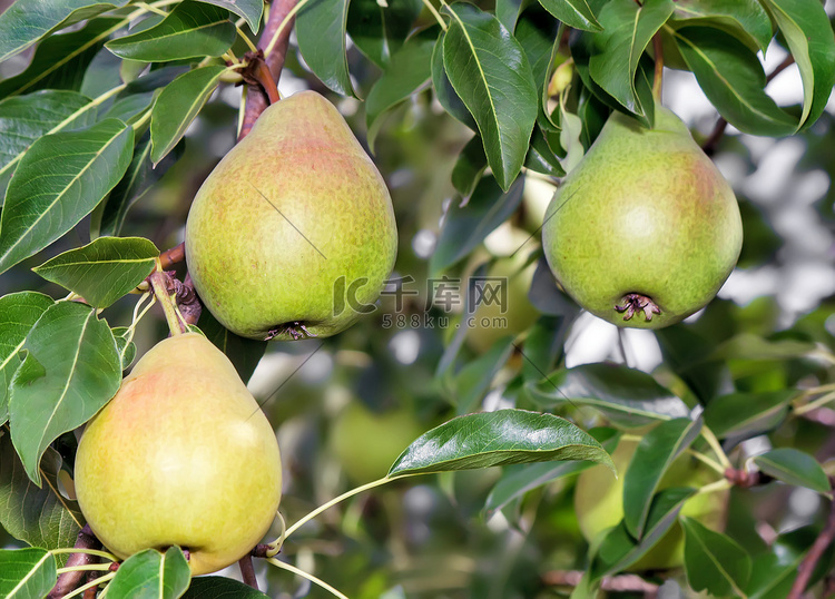 树上挂着三个成熟的大梨。