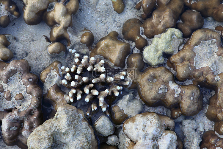 退潮时浅水区的珊瑚