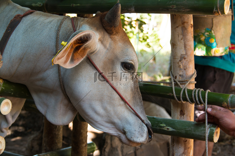泰国的奶牛，农业再生产农业中的
