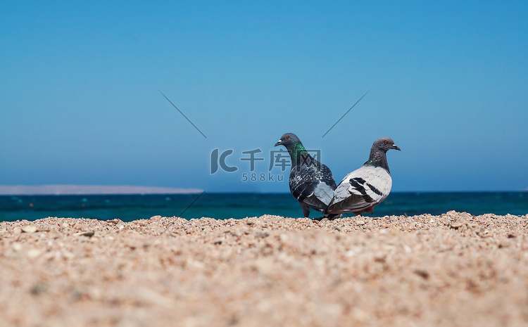 莫斯科伊姆沙滩上的两只鸽子互相
