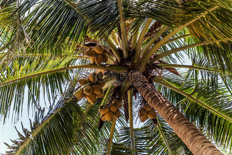 国王椰子种植园树果黄束棕榈科斯