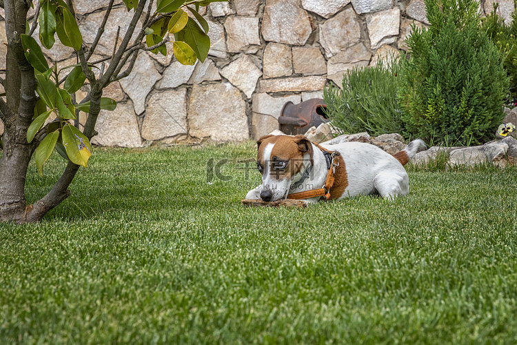 小狗纯种杰克罗素梗犬在花园的绿