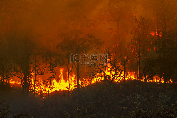雨林火灾是人类造成的燃烧