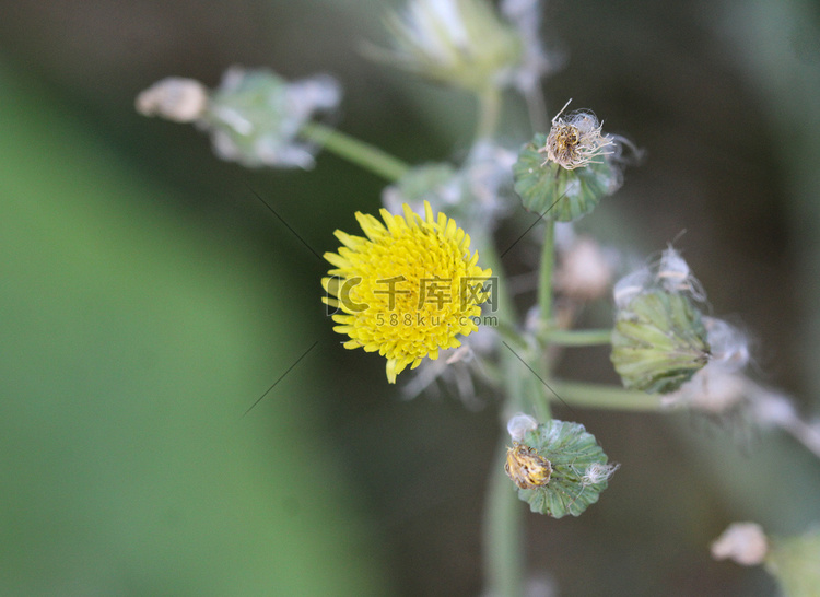 Sonchus asper，通