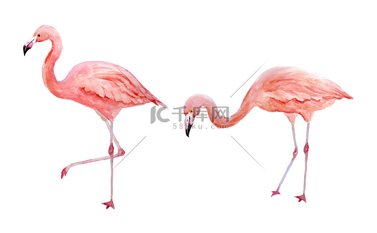 一套两只粉红色的火烈鸟。