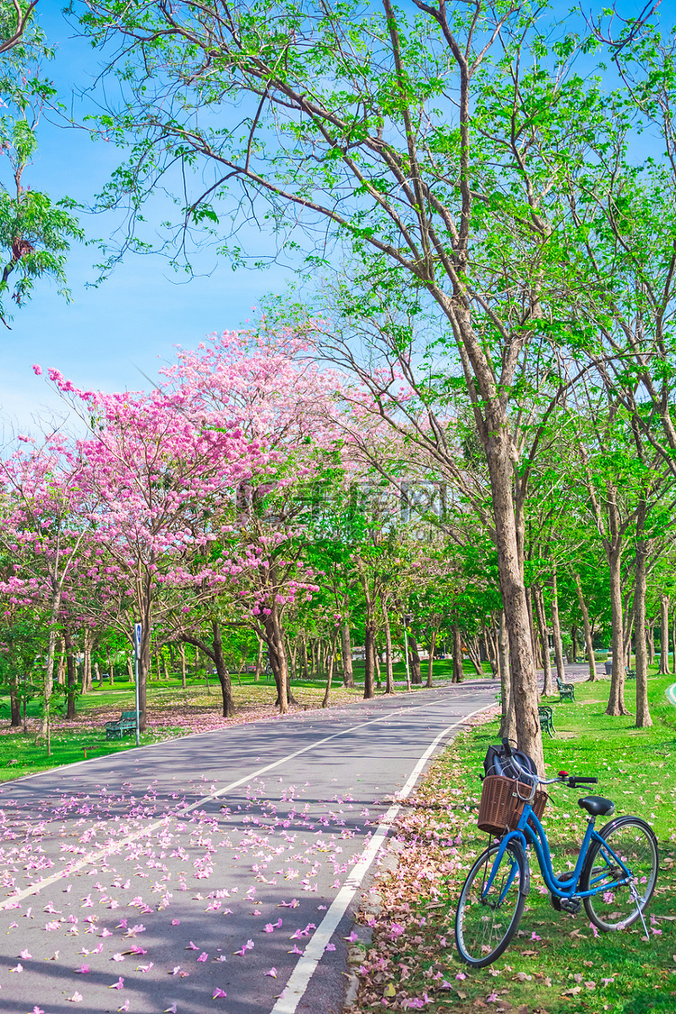 泰国曼谷公园的自行车和粉色喇叭