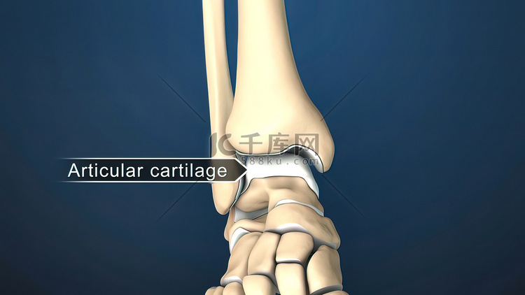 关节软骨是覆盖骨骼末端的组织。