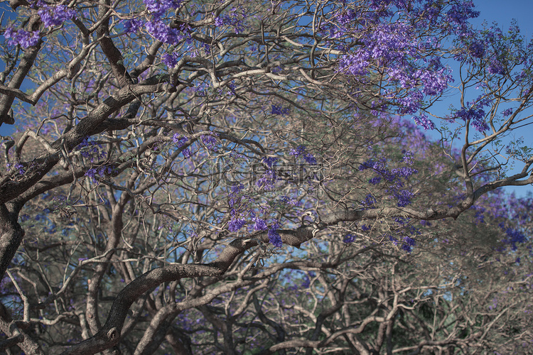色彩缤纷的盛开的蓝花楹树