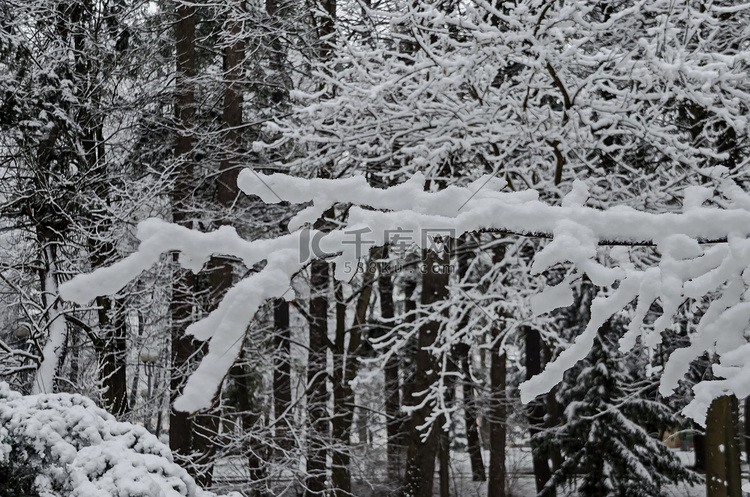 班基亚冬季公园雪树的壮丽景色