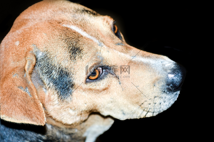 一只可爱的棕色印度街头狗也被称