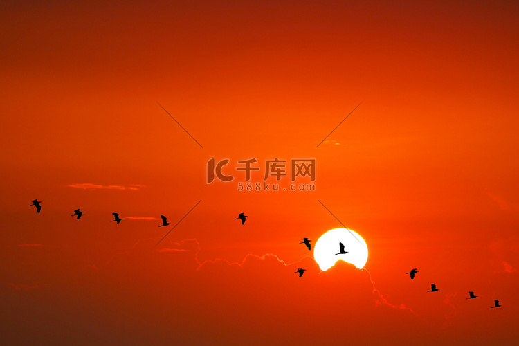 剪影鸟在海上和日落的天空上飞翔