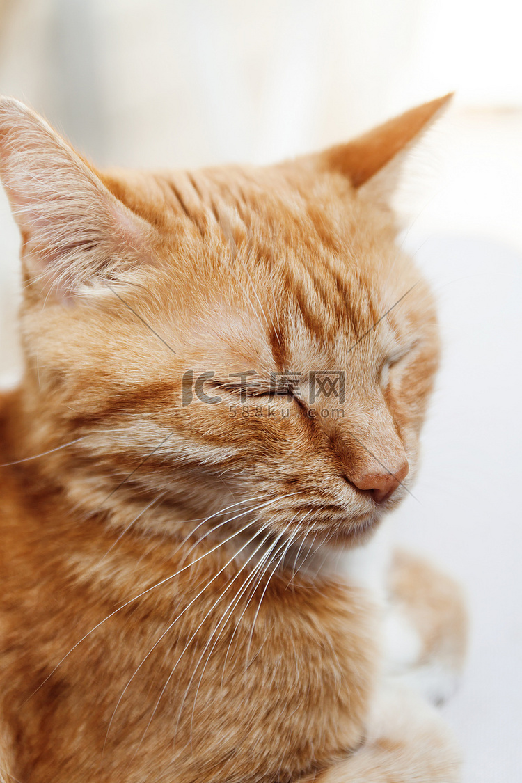 红猫，头部特写，在阳光下眯着眼