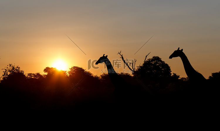 非洲的日落和长颈鹿剪影