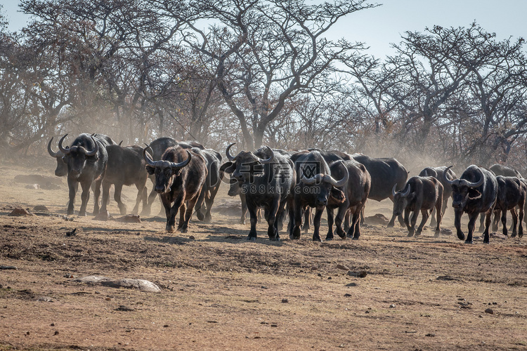 开阔的平原上有一大群非洲水牛。