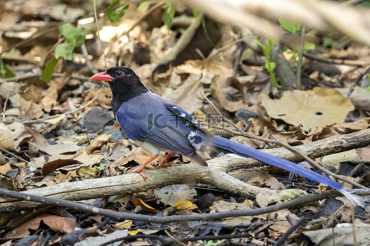 红嘴蓝鹊鸟在自然背景下的树枝上