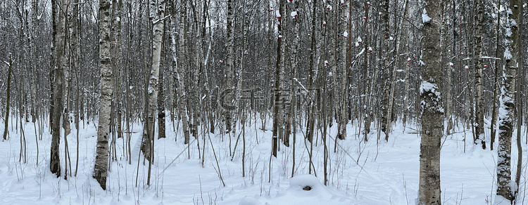 白雪覆盖的空旷森林、黑白白桦树