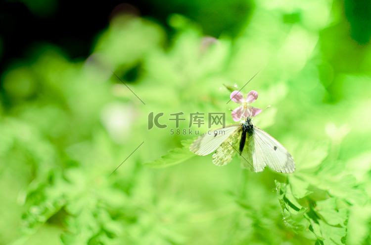小菜粉蝶在花上白色