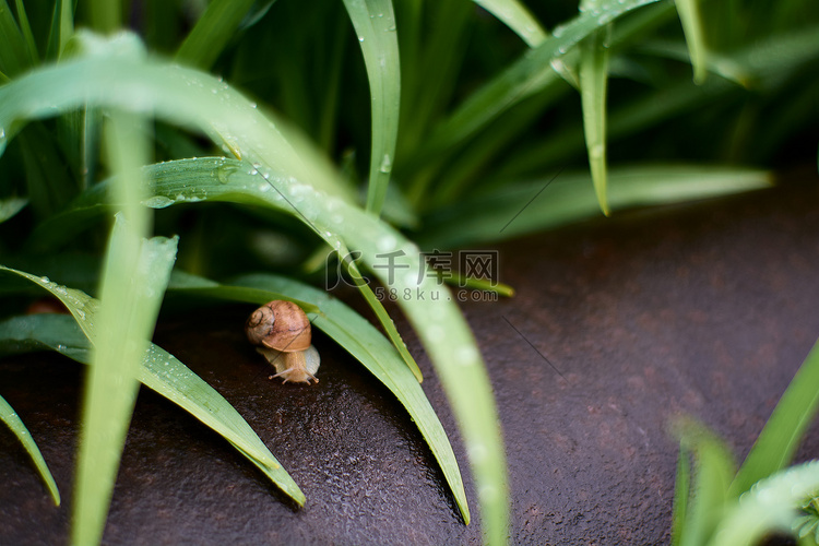 雨后院子里的蜗牛在绿草上挂着大