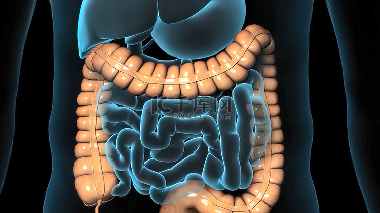 肠镜检查期间的结肠，可见肠或肠