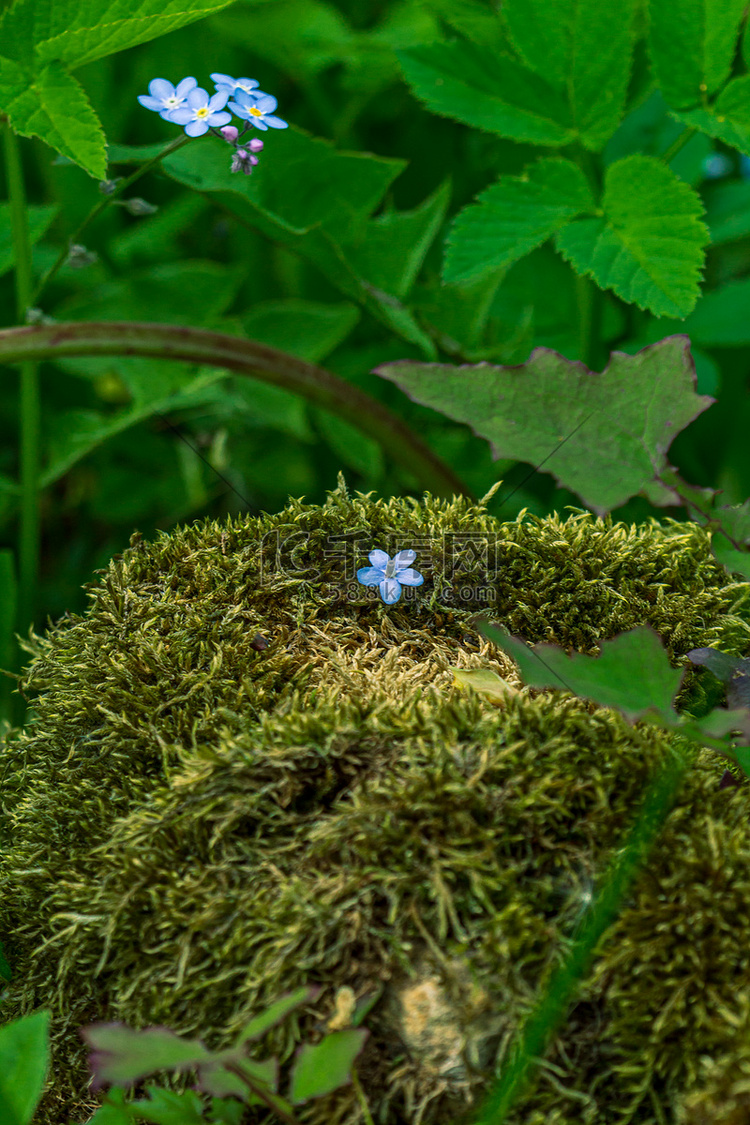 苔藓中的一朵蓝色小花