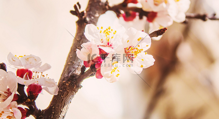 春天开花的树。