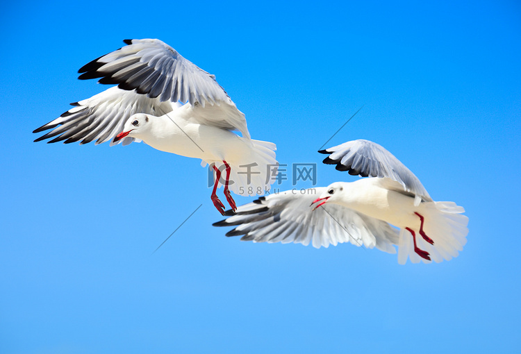 两只白色的海鸥在天空高高地飞翔
