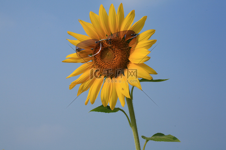 太阳镜的黄色向日葵与蓝天，泰国