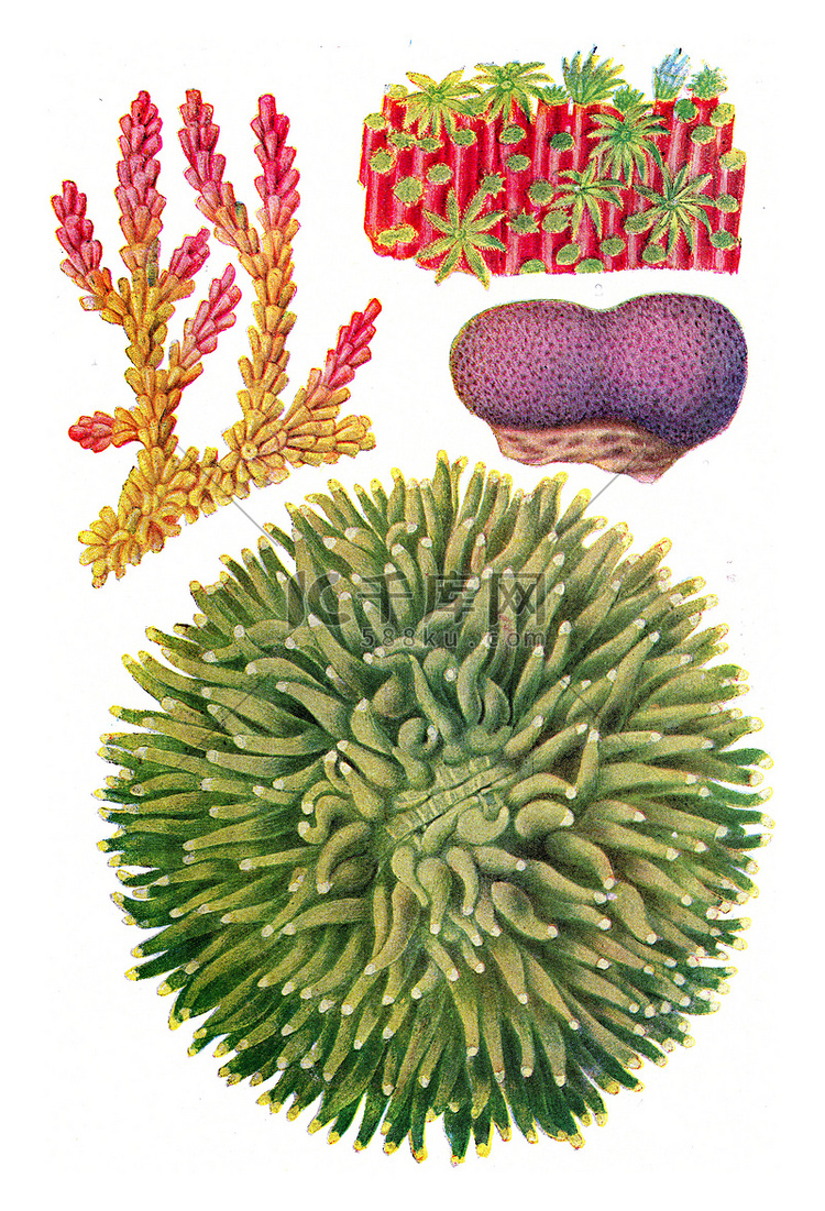 当前类型的澳大利亚珊瑚，复古雕