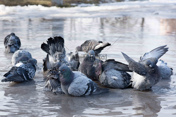 春天路上，鸽子在水坑里洗澡