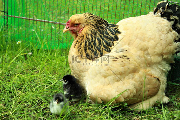 一只棕色和黑色的母鸡和她的小鸡