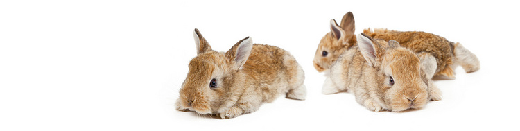 有趣的复活节兔子。