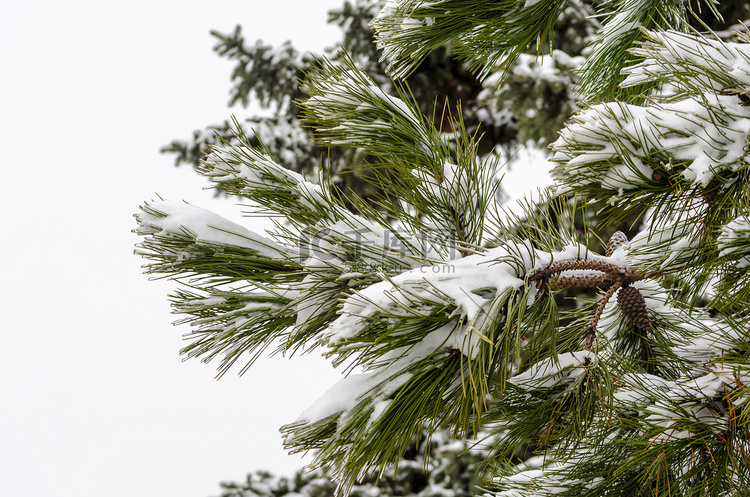 白雪冰雪中的青松枝