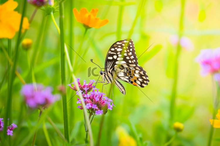 七彩花朵上美丽的蝴蝶