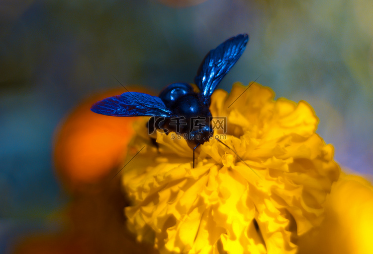 植物园黑母鸡花序上的蓝色大黄蜂