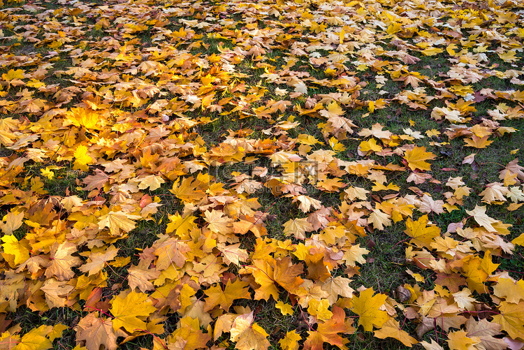 背景由秋天的树叶制成