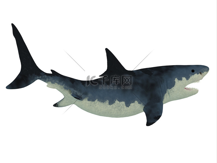 白色巨齿鲨