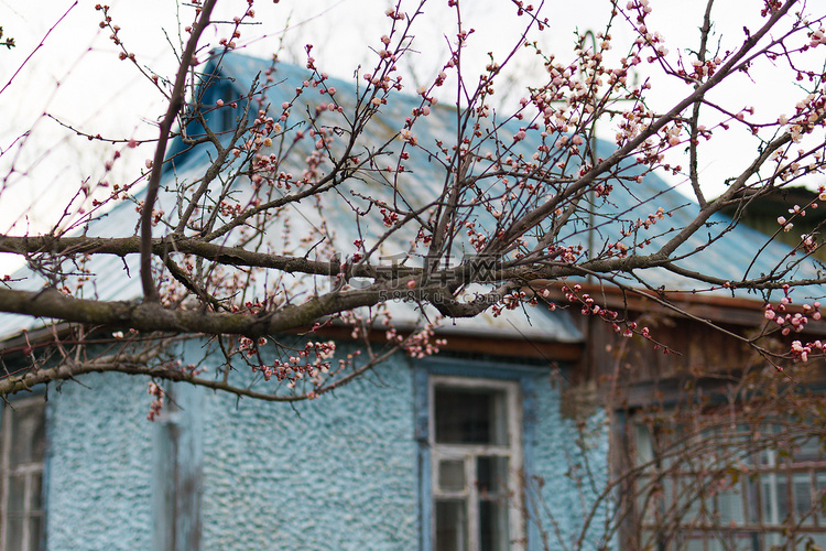以一个土气蓝色房子为背景的春天