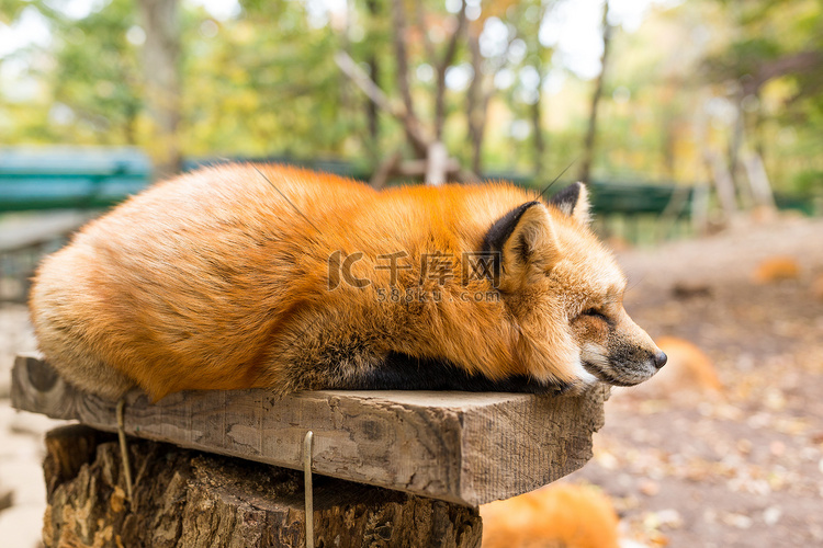 困倦的红狐