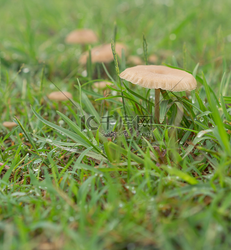 雨后绿草中的湿活蘑菇